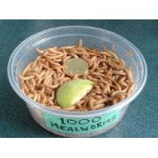 Live Food Meal Worms (50 Pack)